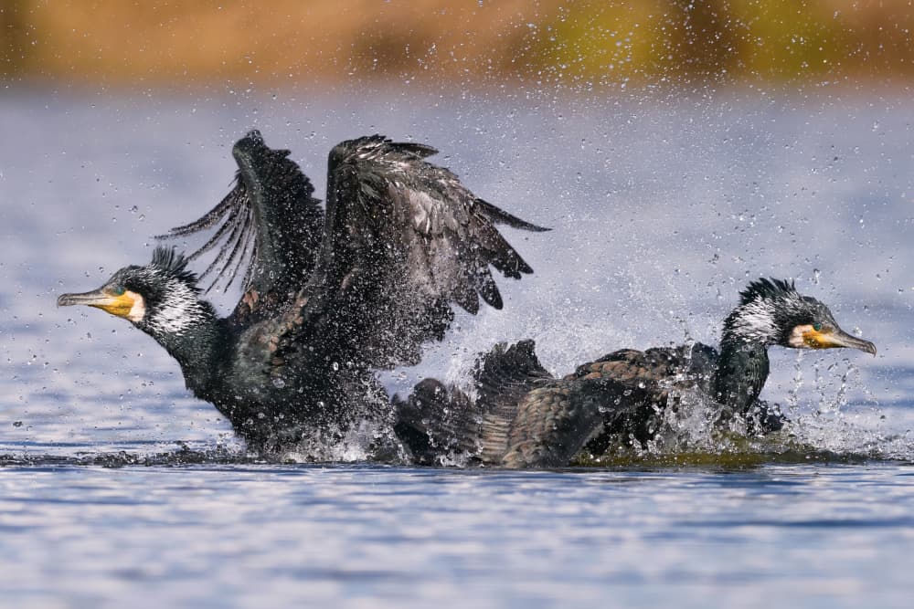 Cormorants Splashing Water by David Manusevich — canvas wall art