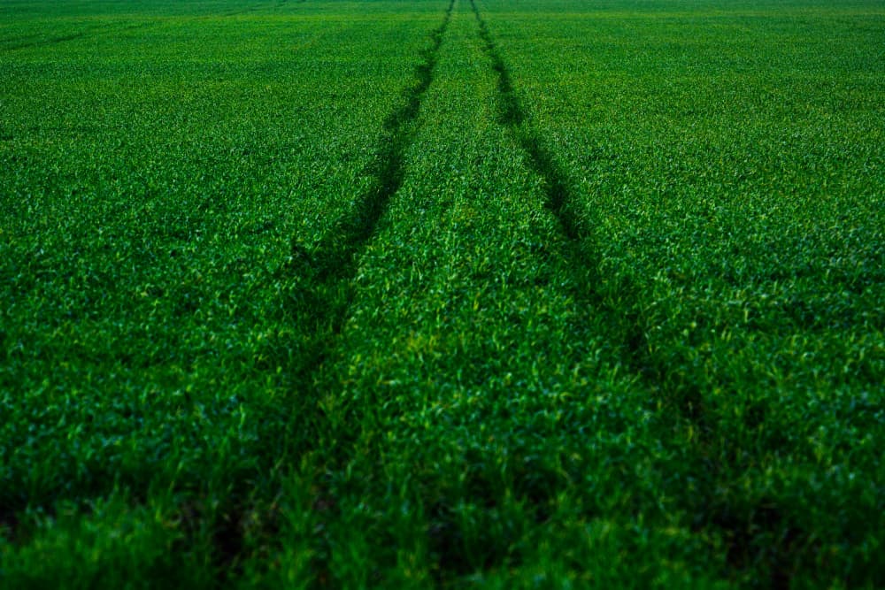 Green Field Tracks by Tal Paz-Fridman — canvas wall art