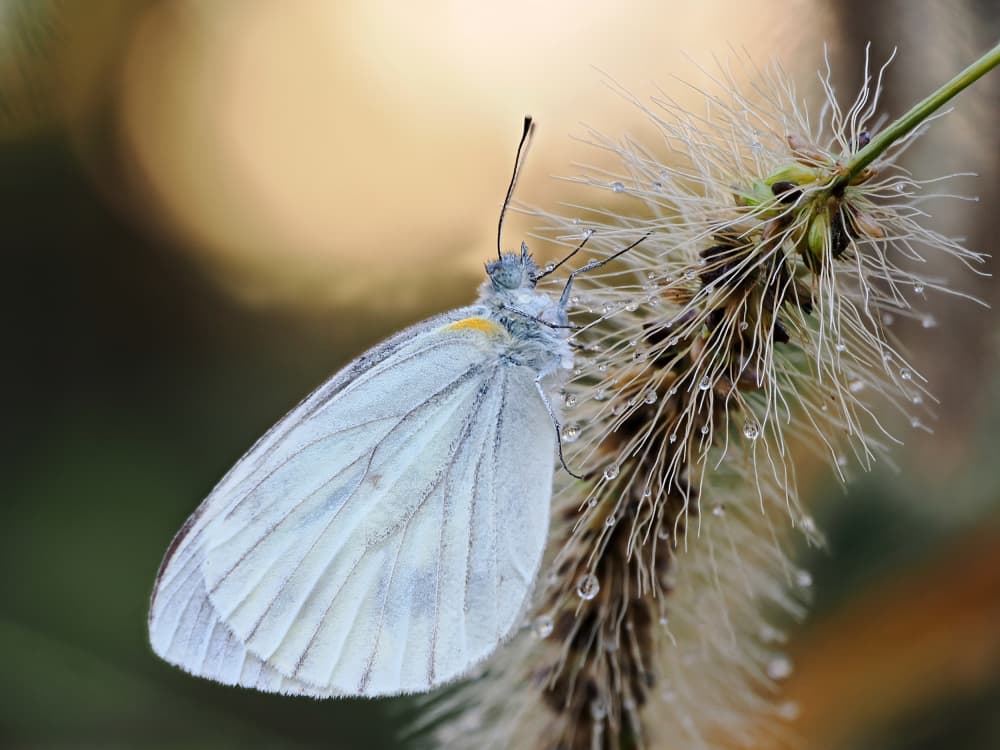 Morning Dew Butterfly by Takiko Hirai — canvas wall art
