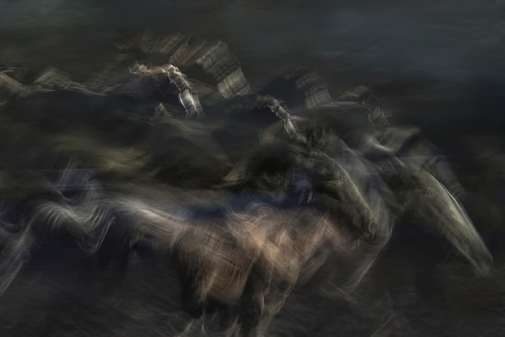 Dynamic Horses in Motion by Milan Malovrh — canvas wall art