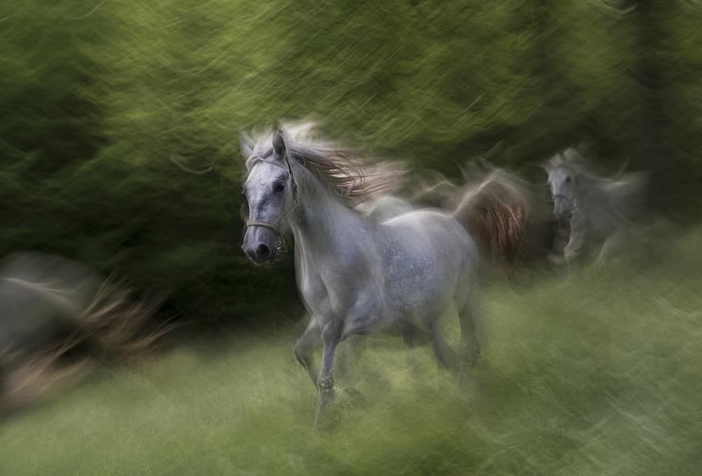 White Horses Running by Milan Malovrh — canvas wall art