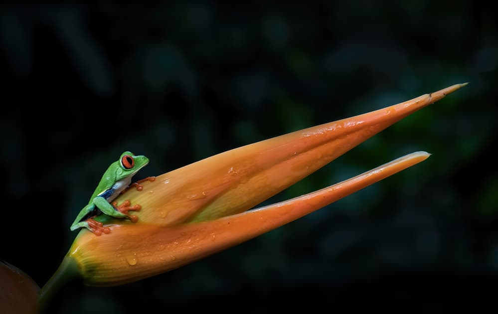 Red-Eyed Tree Frog Perch by Sheila Xu — canvas wall art