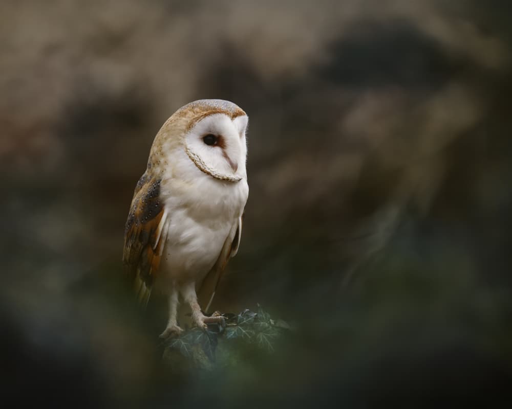 Serene Barn Owl by Michaela Firešová — canvas wall art
