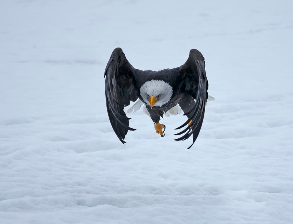 Winter Eagle Hunting Flight by Shlomo Waldmann — canvas wall art