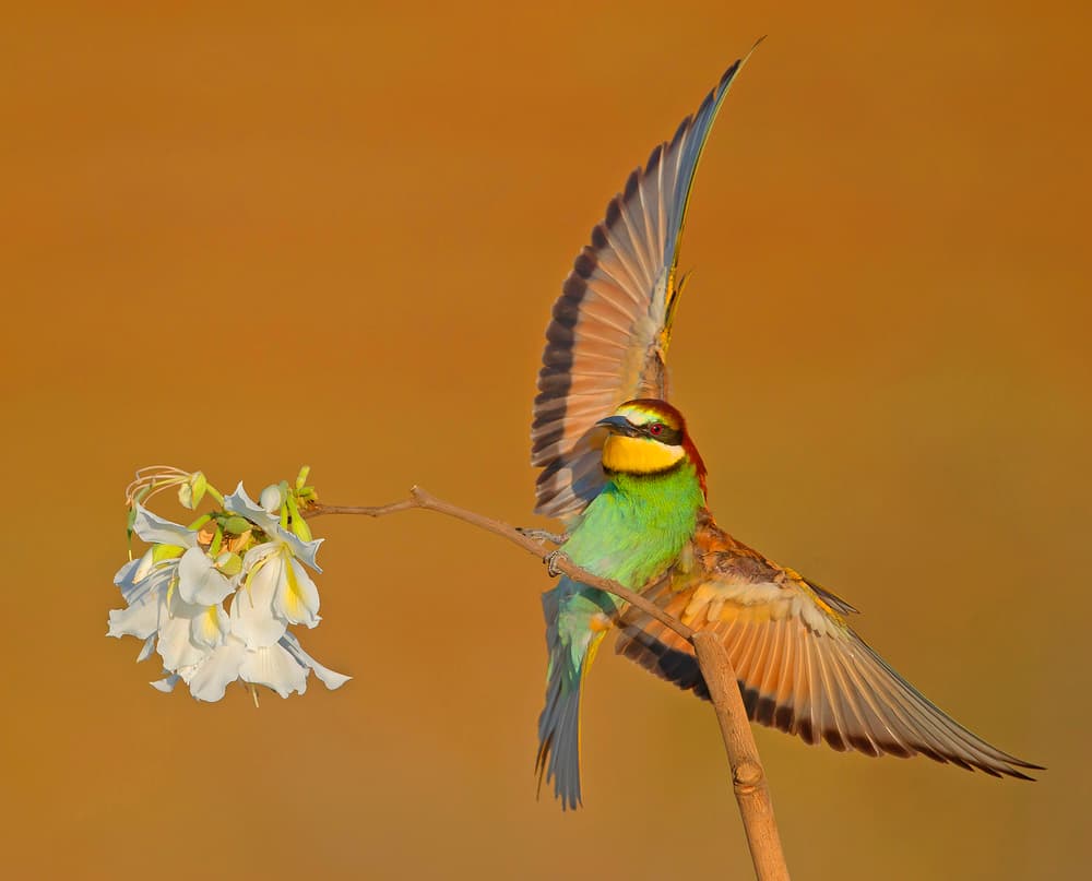 Graceful Bee-eater Landing by Shlomo Waldmann — canvas wall art
