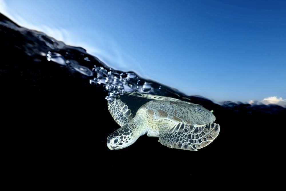 Ocean Turtle Sky by Serge Melesan — canvas wall art
