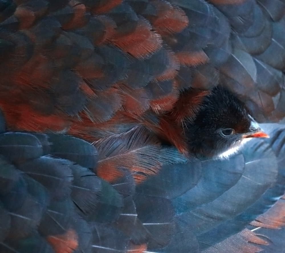 Baby Bird Nestled by Robin Wechsler — canvas wall art