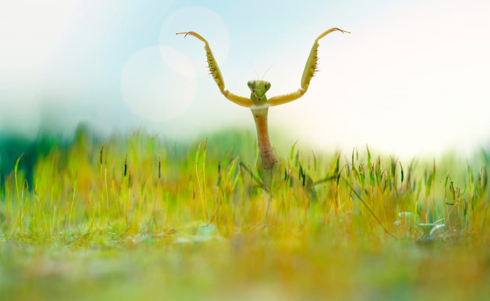 Joyful Mantis Dance by אייל בר אור • Eyal Bar Or — canvas wall art
