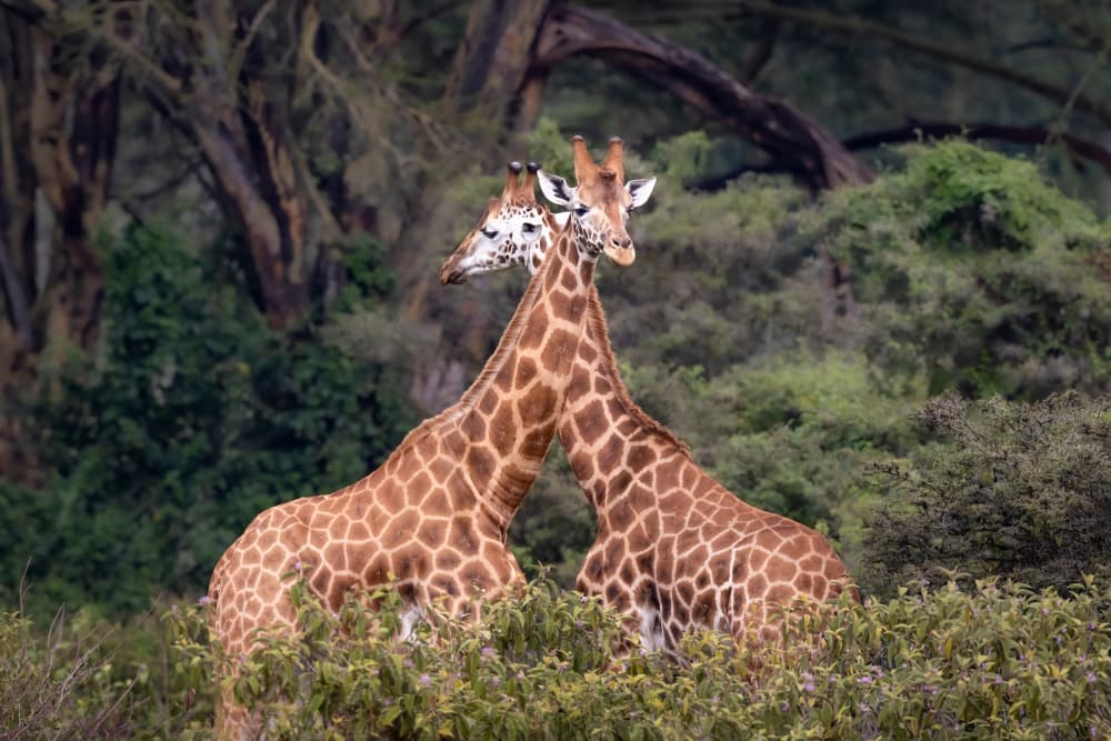 Giraffes in Loving Embrace by Mark Strom — canvas wall art