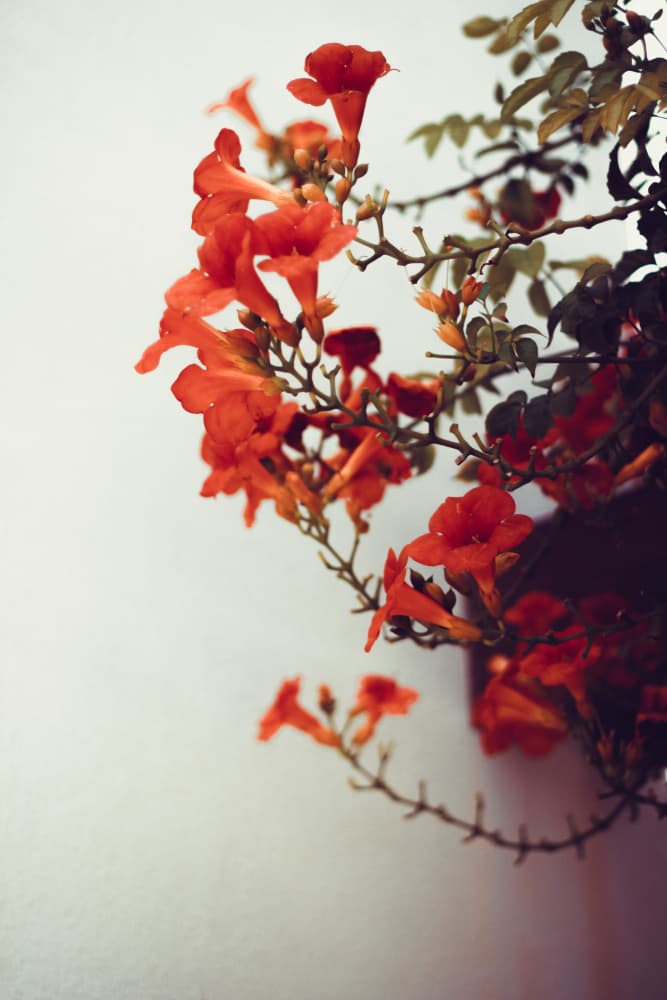 Vibrant Orange Blooms by Aimee Giles — canvas wall art
