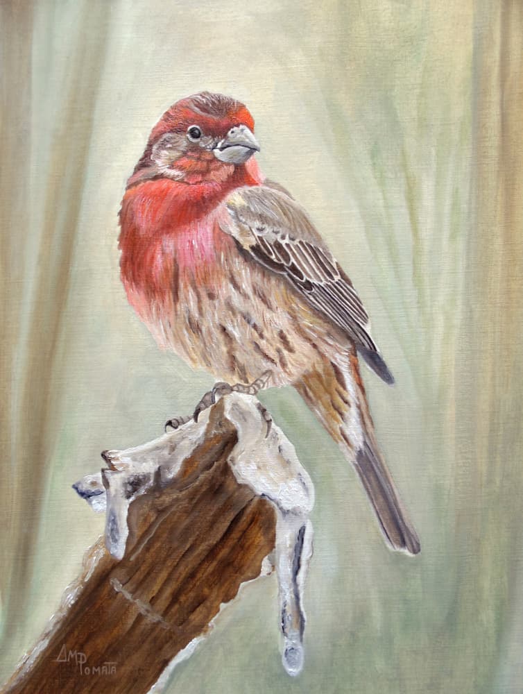 Red Finch on Snowy Branch by Angeles M. Pomata — canvas wall art
