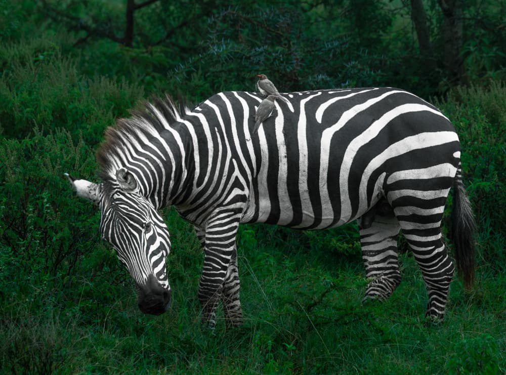African Zebra and Birds by Allen SDCA — canvas wall art