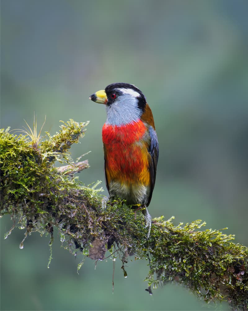 Vibrant Barbet on Moss by Siyu_Wei APA — canvas wall art