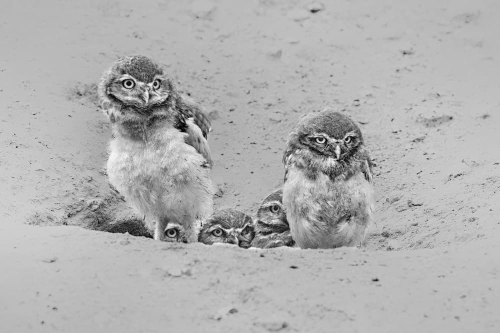 Curious Burrowing Owlets by Jun Zuo — canvas wall art