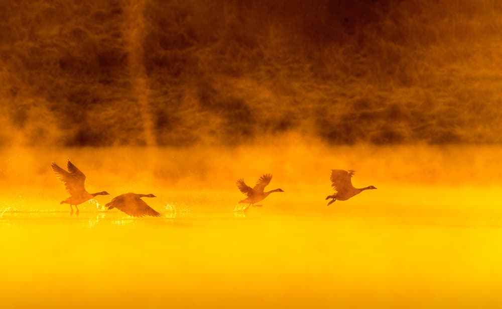 Golden Morning by Wenjin Yu — canvas wall art