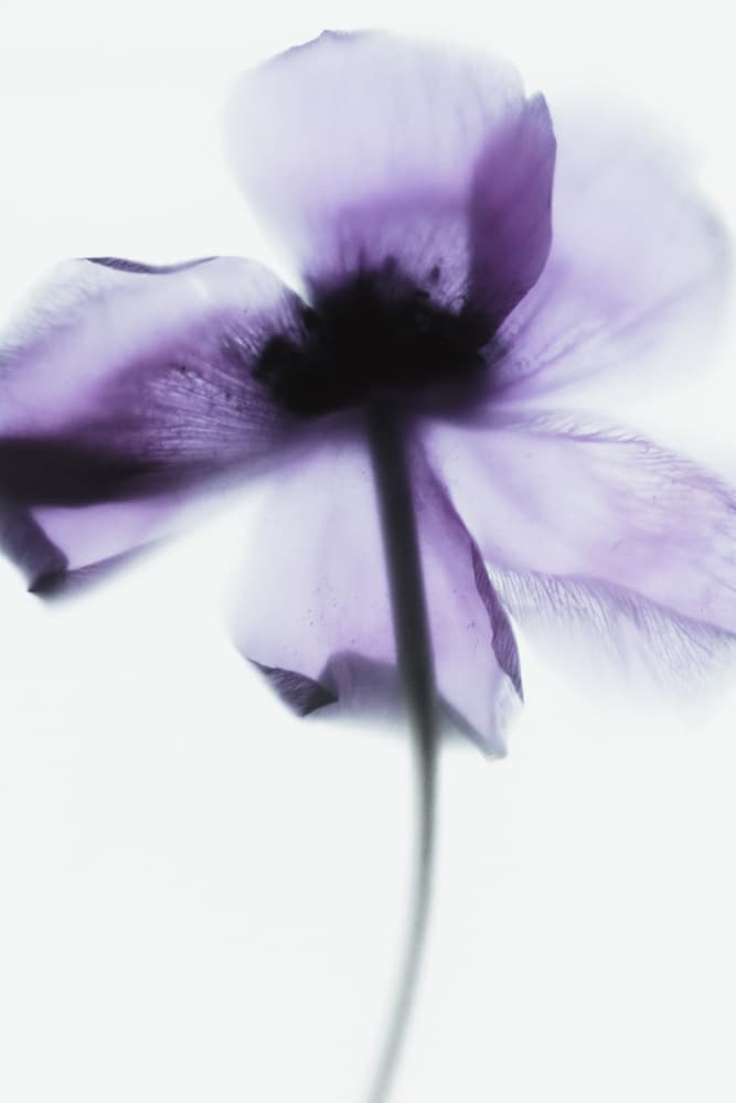 Ethereal Purple Bloom by Magda Izzard — canvas wall art