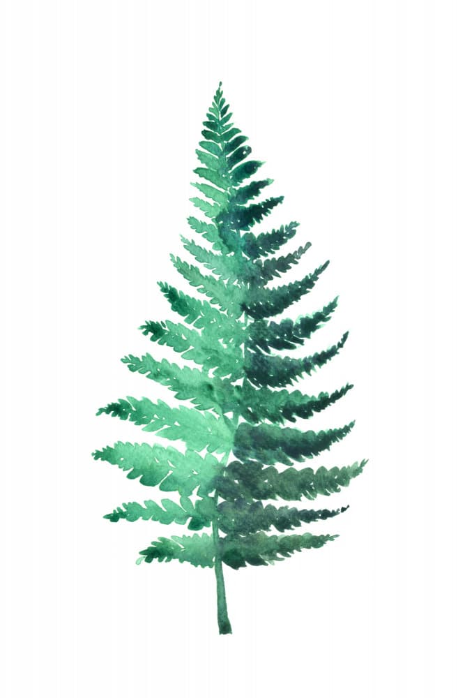 Watercolor Fern Leaf by Rosana Laiz Blursbyai — canvas wall art