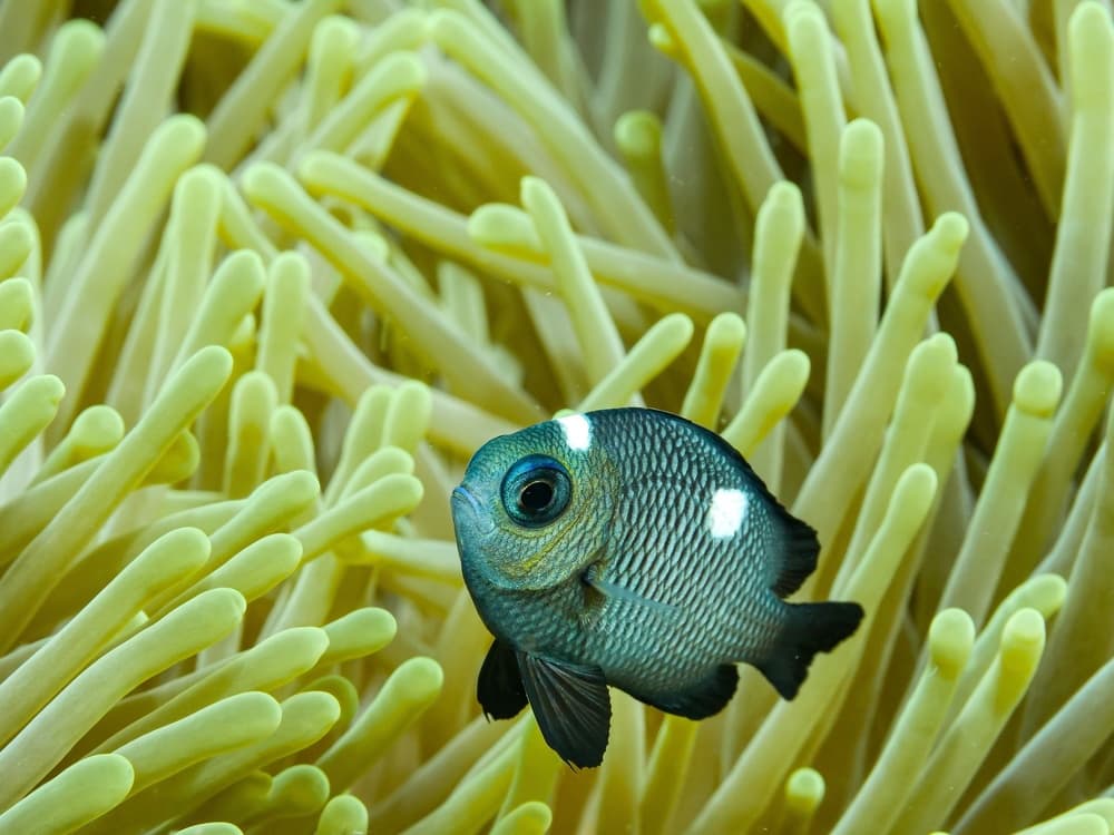 Vibrant Anemone Fish by Serge Melesan — canvas wall art
