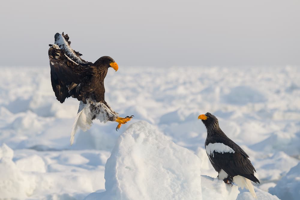 Majestic Sea Eagles by Roberto Marchegiani — canvas wall art