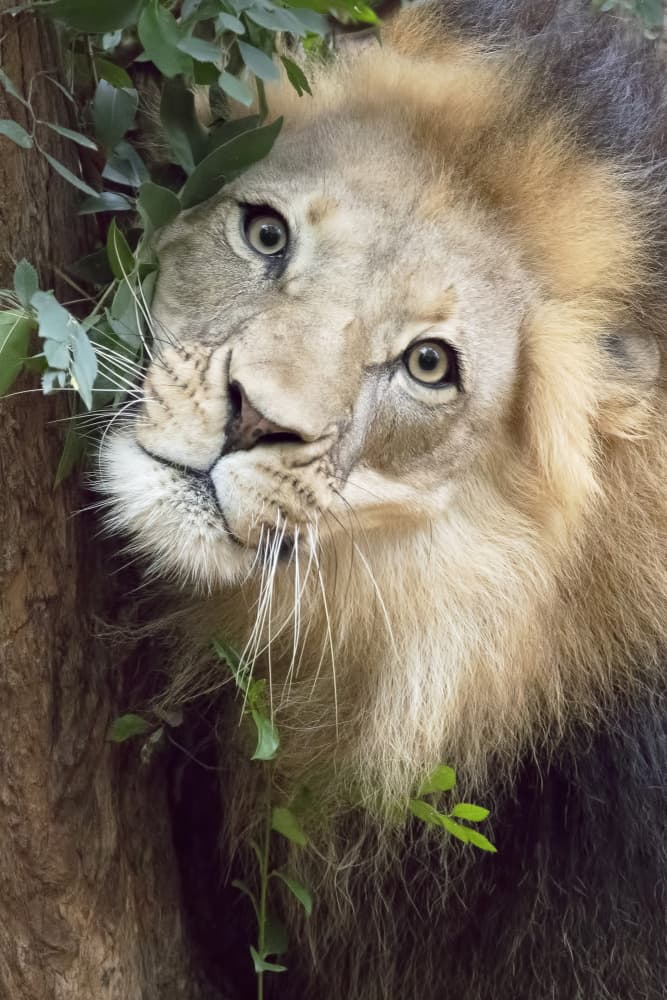 Majestic Lion Gaze by Linda D Lester — canvas wall art
