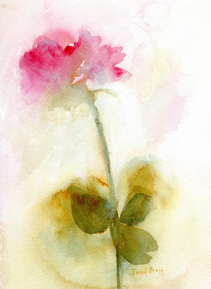 Soft Pink Rose by Janel Bragg — canvas wall art