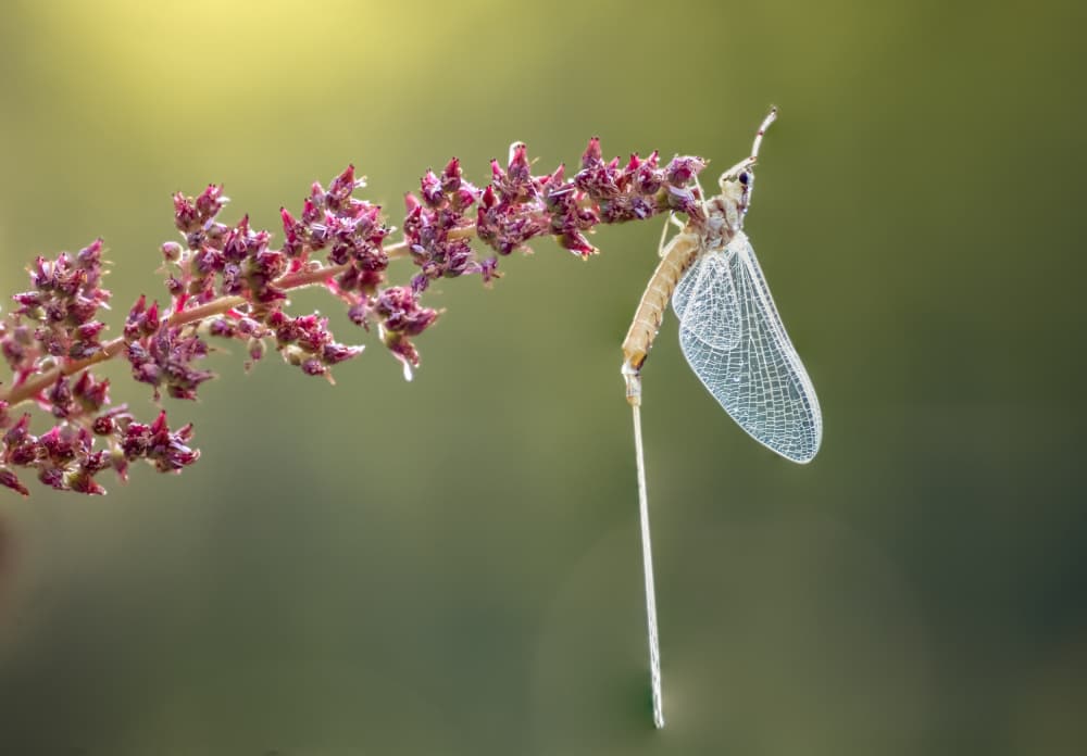 Delicate Mayfly Bloom by Atul Saluja — canvas wall art