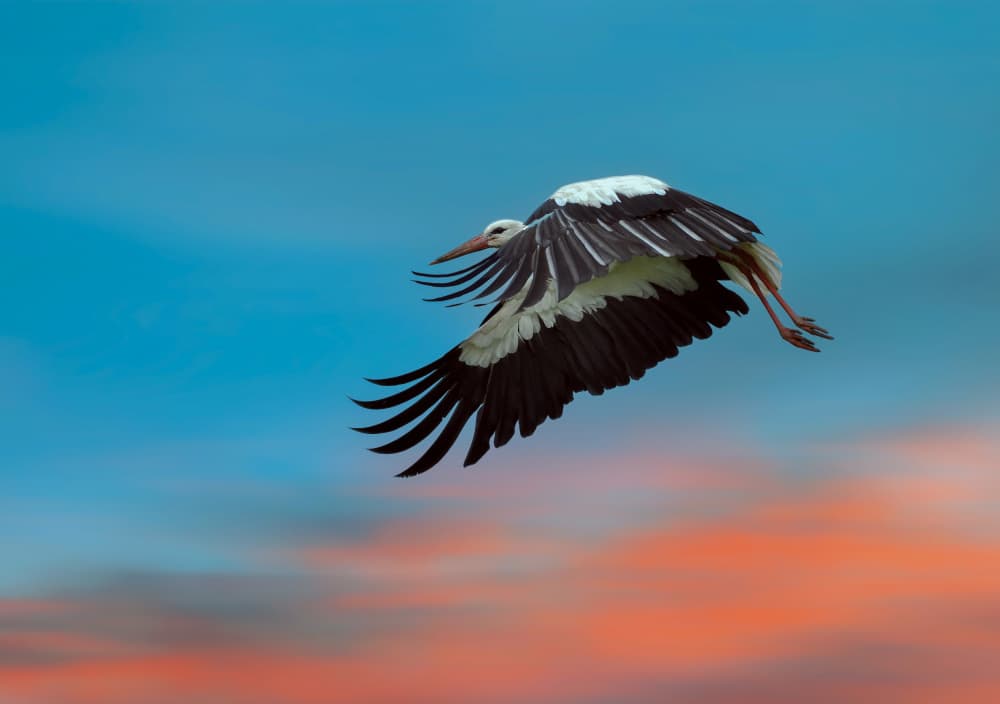 Graceful Stork Flight by אייל בר אור • Eyal Bar Or — canvas wall art