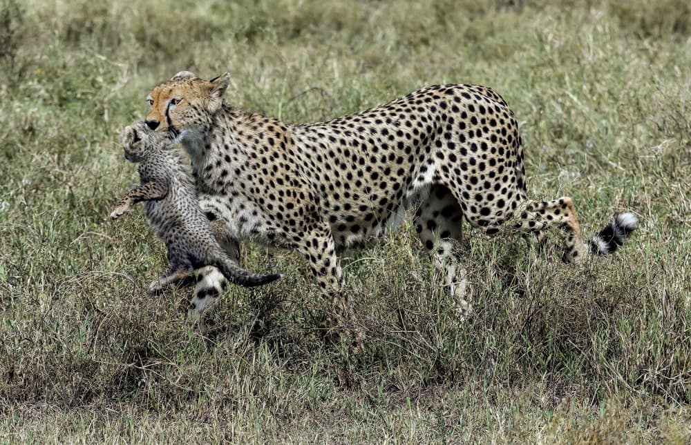 Cheetah Carrying Cub by Giuseppe DAmico — canvas wall art