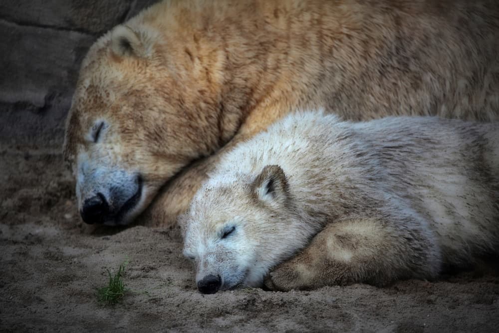 Polar Bear Family Nap by Antje Wenner-Braun — canvas wall art