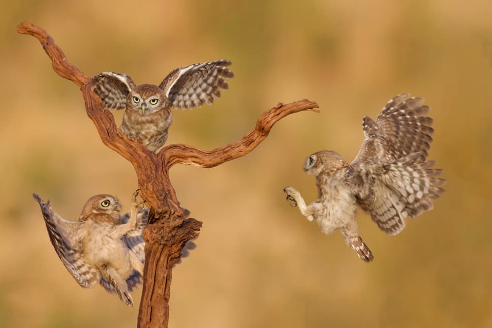 Playful Baby Owls by David Manusevich — canvas wall art