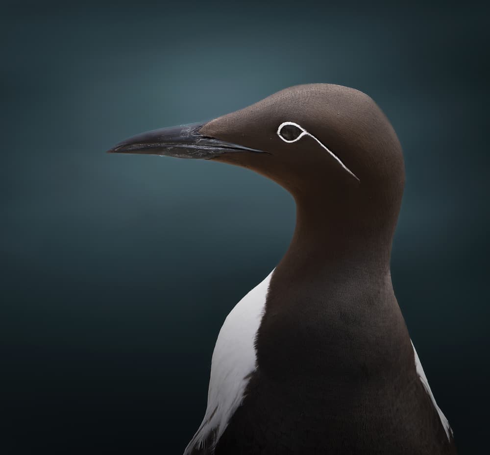 Bridled Guillemot Profile by Erik Engström — canvas wall art