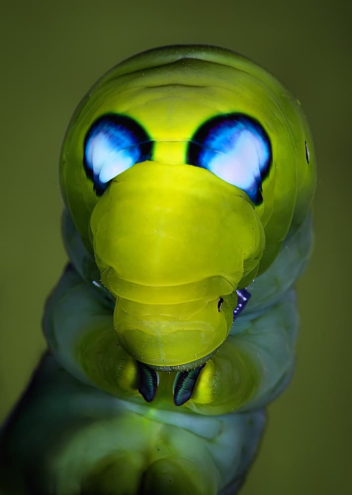 Blue-Eyed Caterpillar by Jimmy Hoffman — canvas wall art