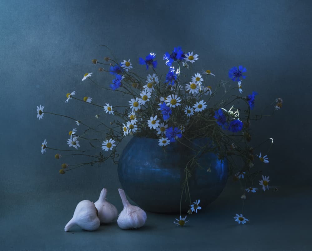 Blue Daisy Garlic Still Life by Judy Tseng — canvas wall art