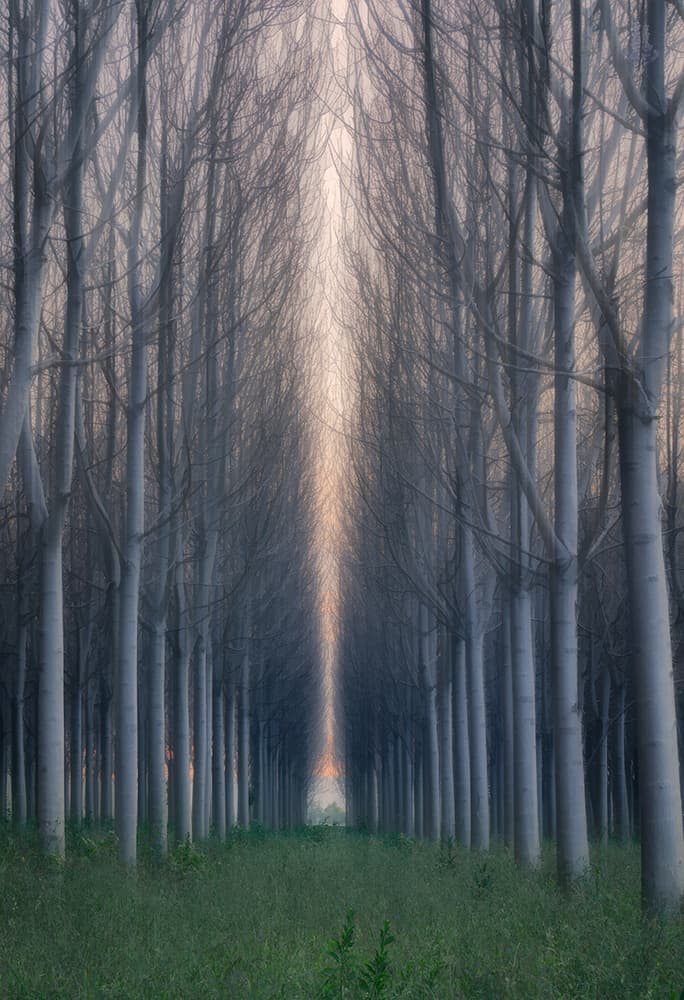 Serene Forest Avenue by Jingshu Zhu — canvas wall art