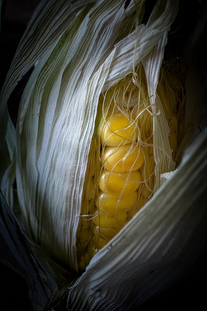Golden Corn Reveal by Cicek Kiral — canvas wall art