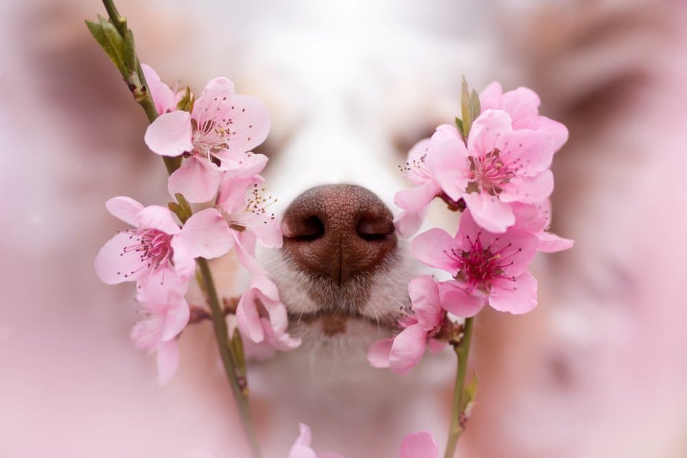 Dog Sniffing Spring Blossoms by Ve Shandor — canvas wall art
