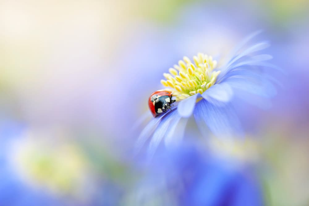 Serene Ladybug Flower by Jacky Parker — canvas wall art