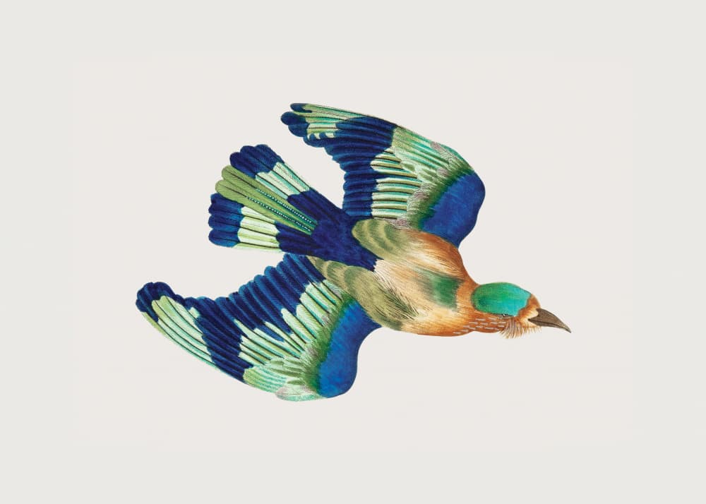 Ceylonese Roller by George Shaw — canvas wall art