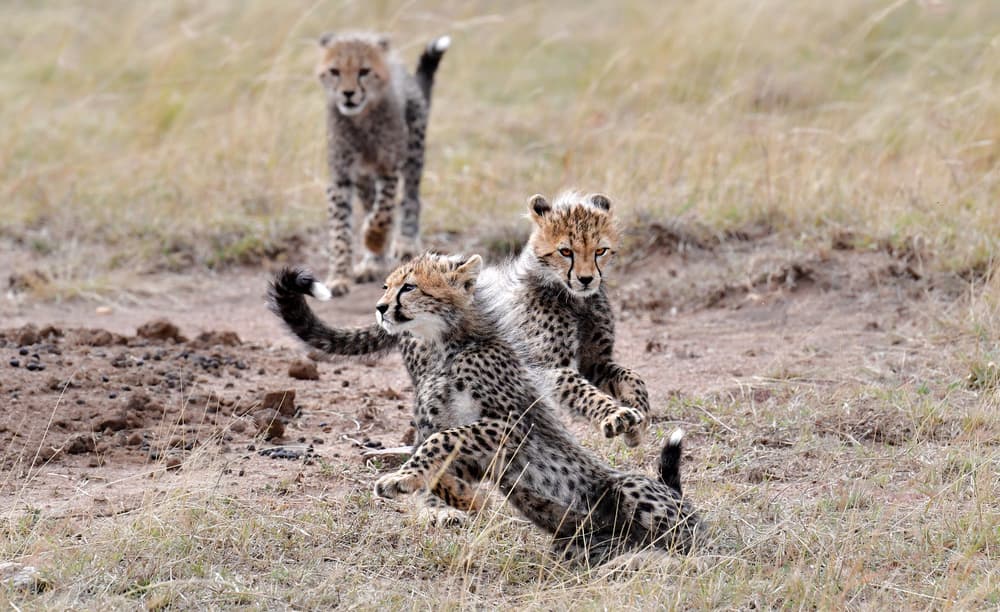 Playful Cheetah Cubs by Jie Fischer — canvas wall art