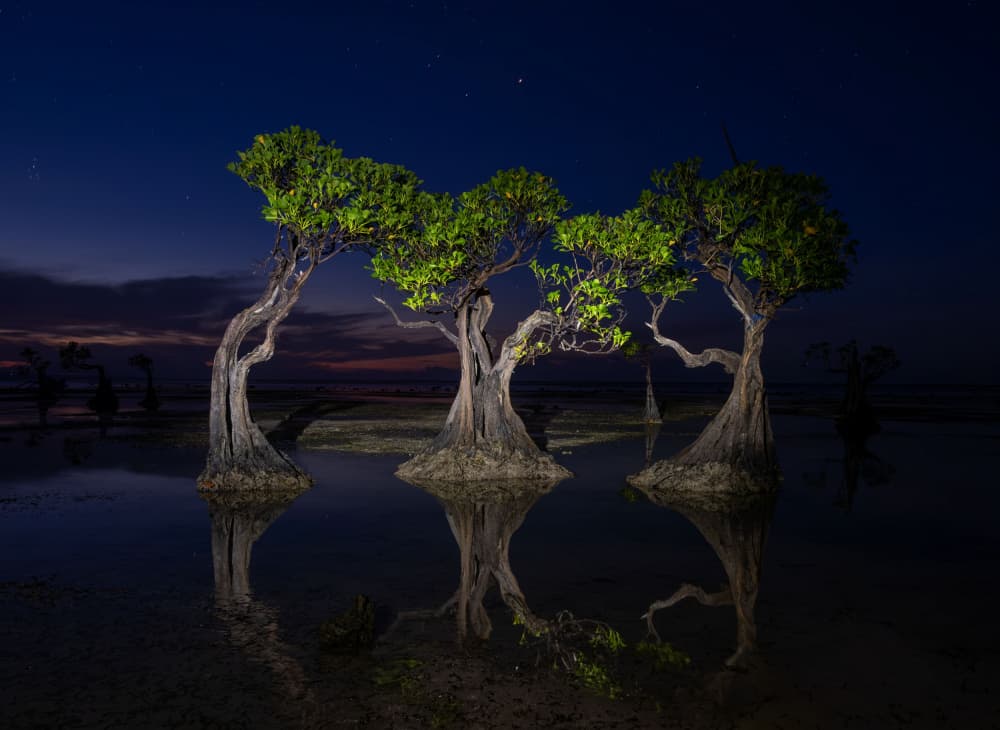 Starlit Mangrove Reflections by Sally Widjaja — canvas wall art