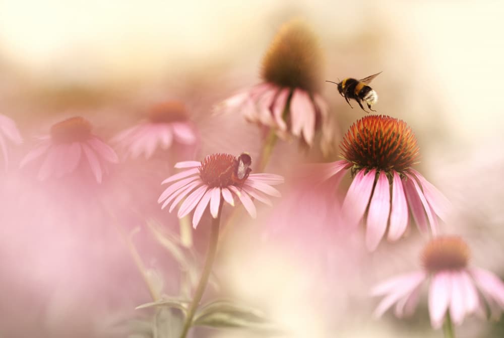 Bumblebee's Pink Garden by Ellen van Deelen — canvas wall art
