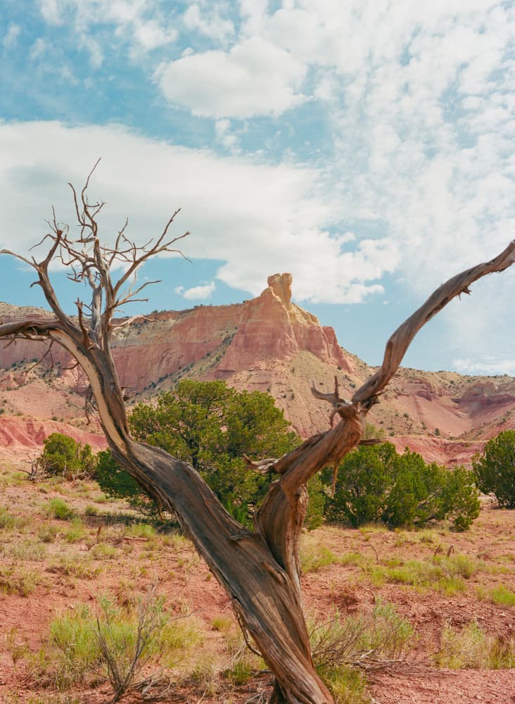 Twisted Tree Desert Peaks by Bethany Young — canvas wall art