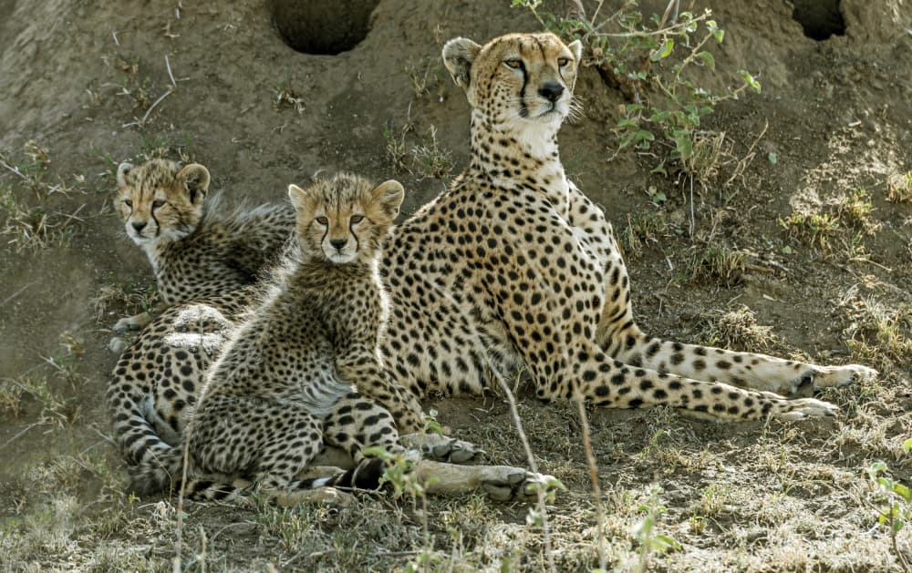 Cheetah Mother and Cubs by Giuseppe DAmico — canvas wall art