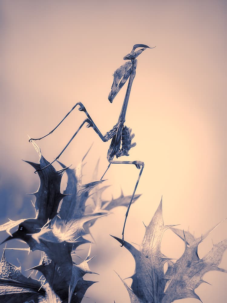 Elegant Mantis on Thistle by Jimmy Hoffman — canvas wall art