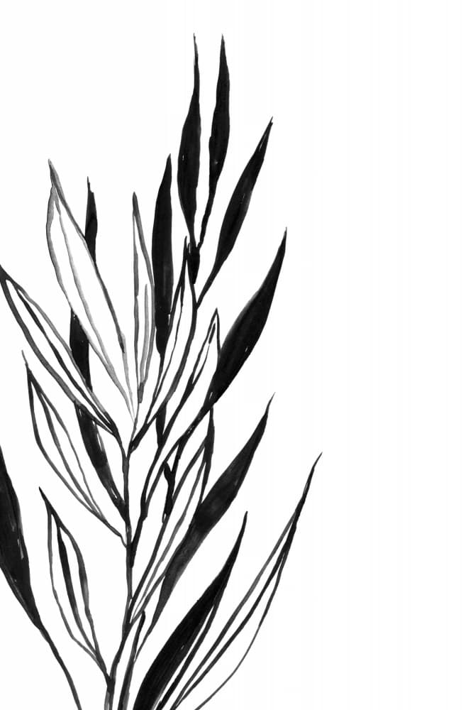 Black Botanical Leaves by Rosana Laiz Blursbyai — canvas wall art