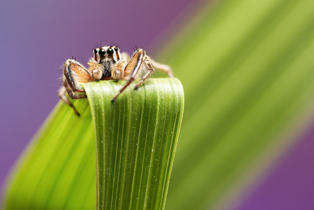 Curious Jumping Spider by Summer2016 — canvas wall art