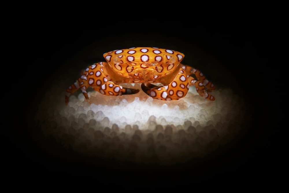 Glowing Polka Dot Crab by Davide Lopresti — canvas wall art