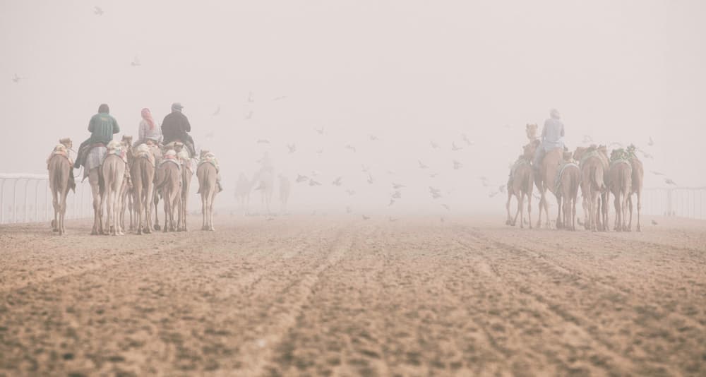 Desert Camels in Fog by Rami Al Adwan — canvas wall art