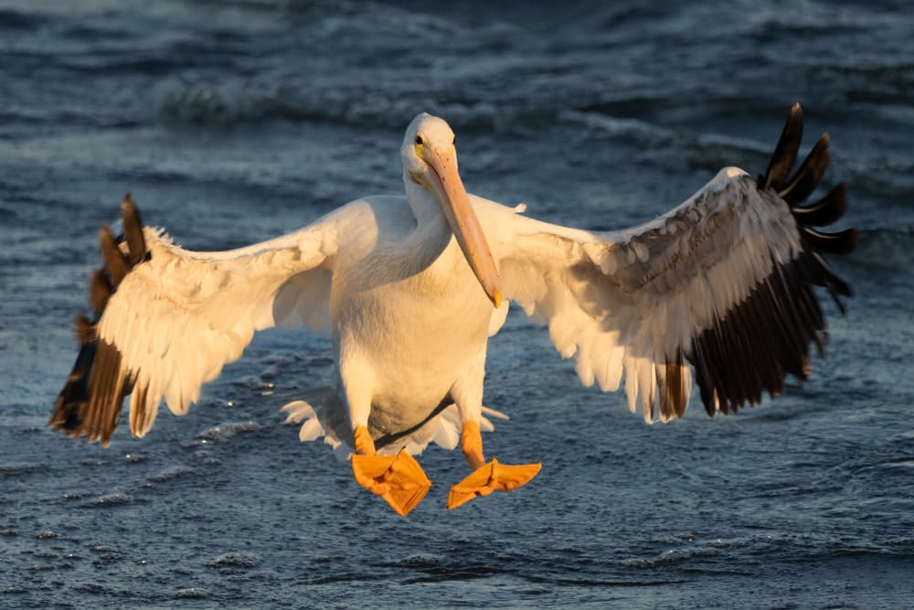 Golden Pelican Landing by John Fan — canvas wall art