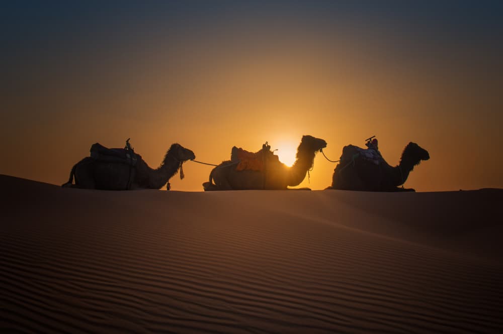 Golden Desert Camels by David Martin Castan — canvas wall art